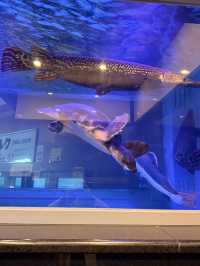【別府】ココだけ！温泉蒸気熱を利用した「熱帯魚館」がある地獄♨️