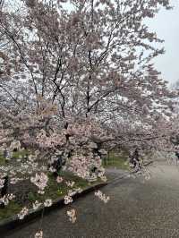 京都|京都賞櫻秘境府立植物園 130種櫻花交織春日美好