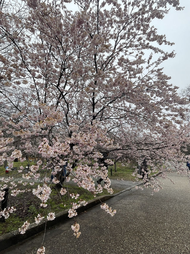 京都|京都賞櫻秘境府立植物園 130種櫻花交織春日美好