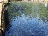 【静岡・富士宮】富士養鱒場🎣