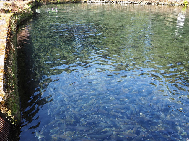 【静岡・富士宮】富士養鱒場🎣