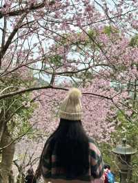 內湖 碧山巖 清風亭 櫻花隧道