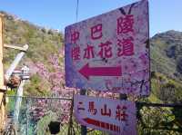 中巴陵櫻木花道櫻花美景
