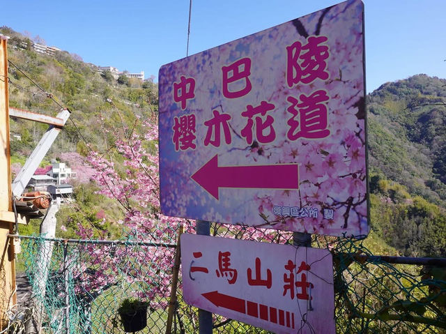 中巴陵櫻木花道櫻花美景