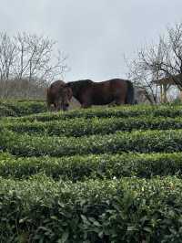 Tea fields with horses 🐴 