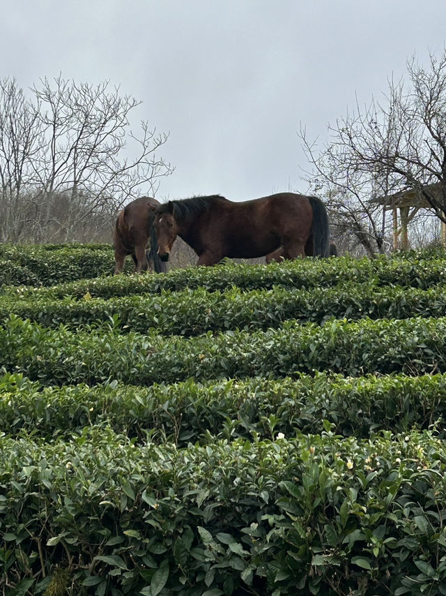 Tea fields with horses 🐴 
