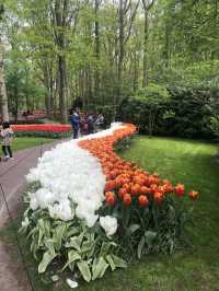 Holland's Tulip Trails: A Stunning Spring Escape