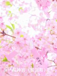 【東京】早咲きの桜3選
