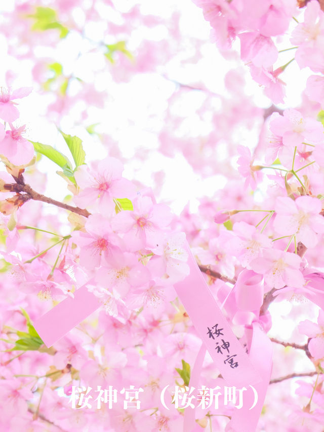 【東京】早咲きの桜3選