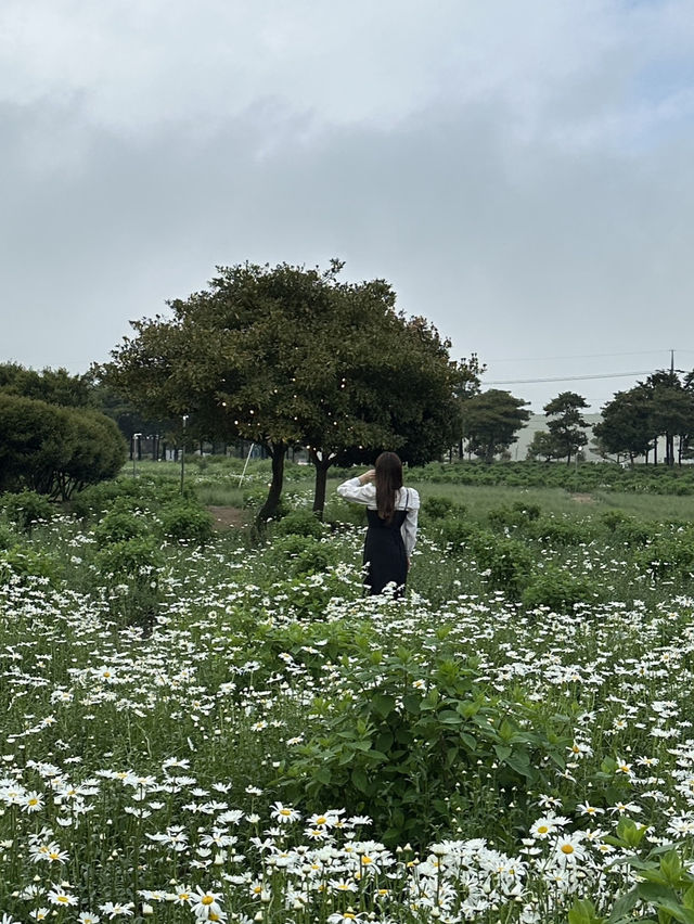 봄 제주 데이지 명소