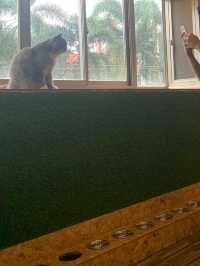 Spending an afternoon at Yangon’s Pet Cafe