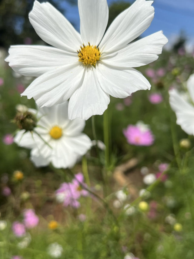 Flower Garden 