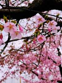 春日嵯峨山苑遊記 帶來心中的悸動💗