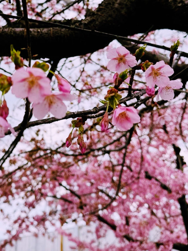 春日嵯峨山苑遊記 帶來心中的悸動💗