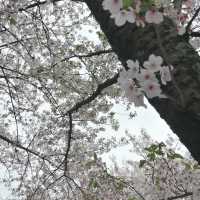 ～扇町公園～櫻花時光～