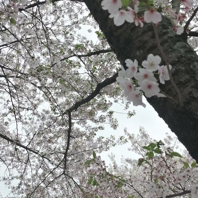 ～扇町公園～櫻花時光～