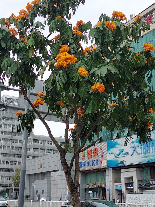 深圳荔枝公園：城市中的綠意避風港 🍃🌳