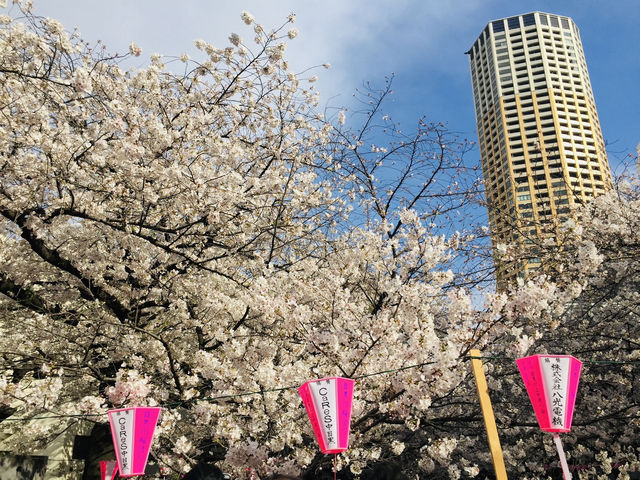 ซากุระริมแม่น้ำเมกุโระ ความสวยที่ต้องมาสัมผัสส
