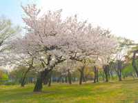 🌸따뜻한 봄에 나들이하기 좋은 곳, 서울 창경궁🏰🌳
