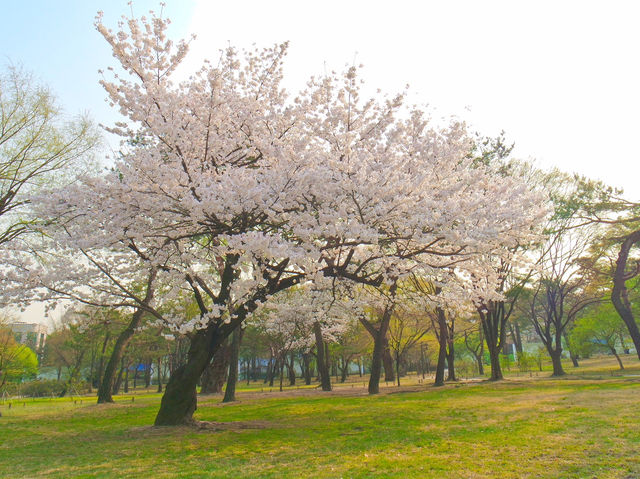 🌸따뜻한 봄에 나들이하기 좋은 곳, 서울 창경궁🏰🌳