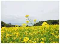 วิธีเดินทาง: Fukuoka -> Nokonoshima Island Park