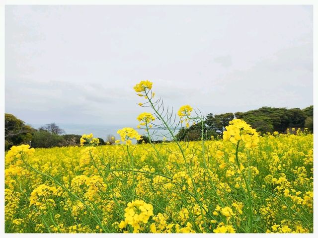 วิธีเดินทาง: Fukuoka -> Nokonoshima Island Park