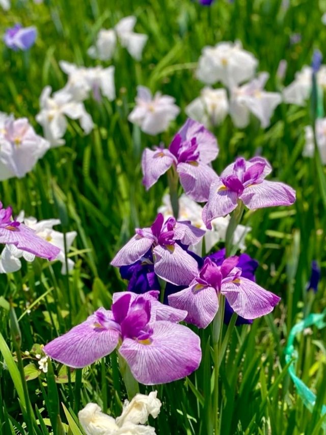 個人の方が作られた菖蒲園で、無料