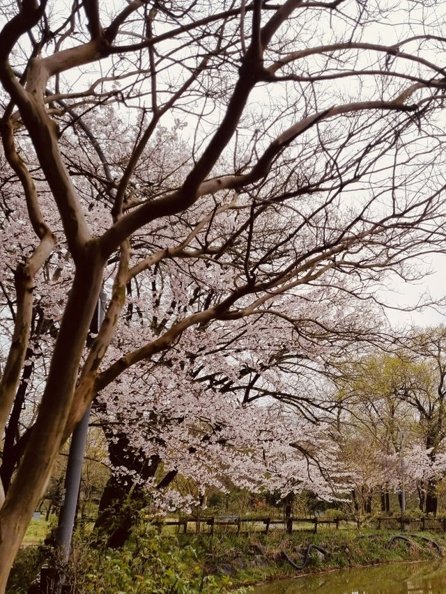 A Scenic Running Trail with Fresh Spring Air!