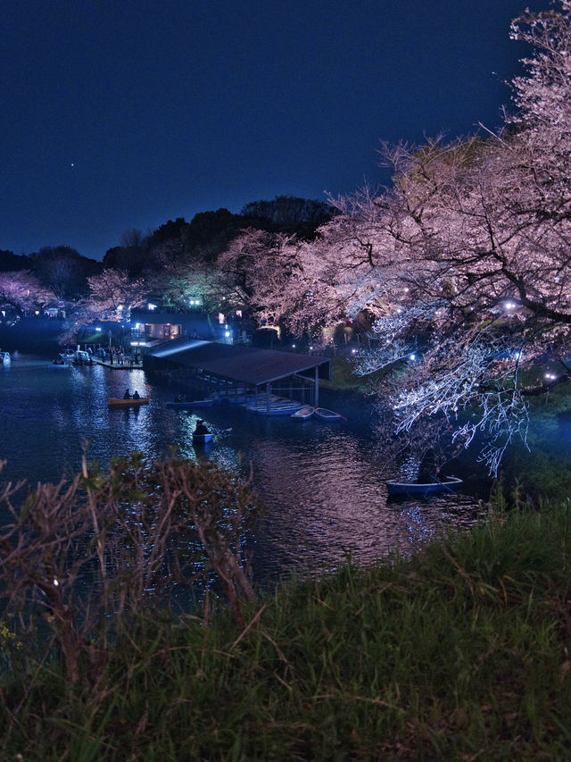 行かなきゃ損‼️夜のボートが1番混むよ！