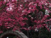 Gorgeous Plum Blossoms at Fengzeyuan Botanical Garden