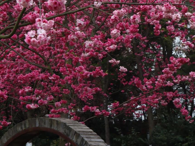 Gorgeous Plum Blossoms at Fengzeyuan Botanical Garden