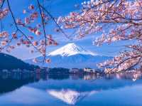 Chasing Sakura at Lake Kawaguchiko