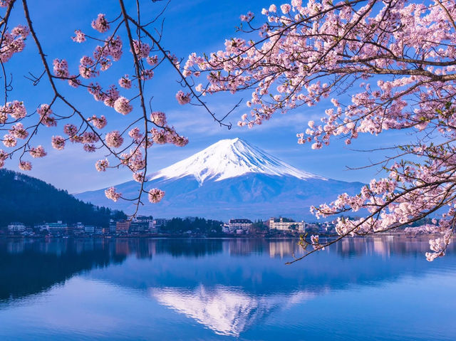 Chasing Sakura at Lake Kawaguchiko