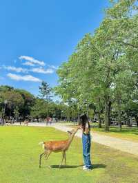일본 오사카 여행을 오셨다면 <나라 공원>은 꼭 방문해보세요 💛