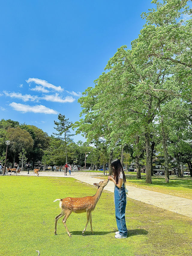 일본 오사카 여행을 오셨다면 <나라 공원>은 꼭 방문해보세요 💛