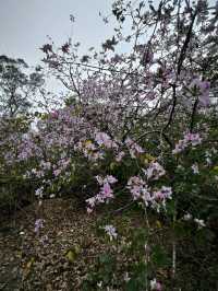 【石龍拱】有美麗山海相伴,是行山之好去處！