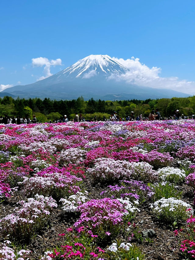 富士山×絶景フラワー🌸富士本栖湖リゾートで癒しのひととき