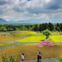 Shibazakura Garden, Japan: A Springtime Wonderland