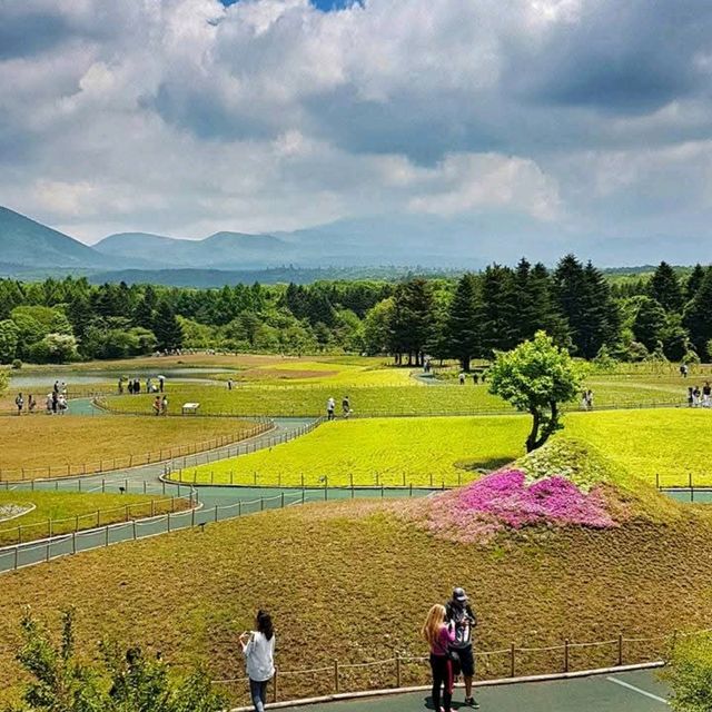 Shibazakura Garden, Japan: A Springtime Wonderland