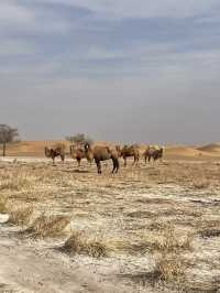 🏜️ Ningxia Slow Travel | Budget-Friendly Silver Linings 🏮
