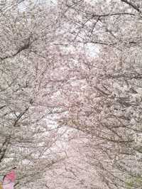  ไปนั่งปิกนิกท่ามกลางซากุระกับอากาศหนาวเย็น