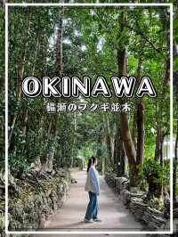【沖縄】本部町 北部観光で行っておきたいパワー溢れる並木道