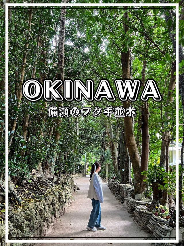 【沖縄】本部町 北部観光で行っておきたいパワー溢れる並木道