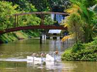 The Pomelo Amphawa
