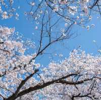 ดอกซากุระบานที่ Maizuru Park 🌸🗻🇯🇵
