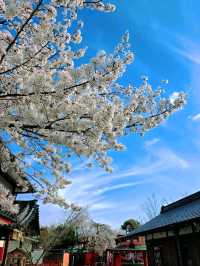 嵐山隱世賞樱秘境🌸車折神社⛩️