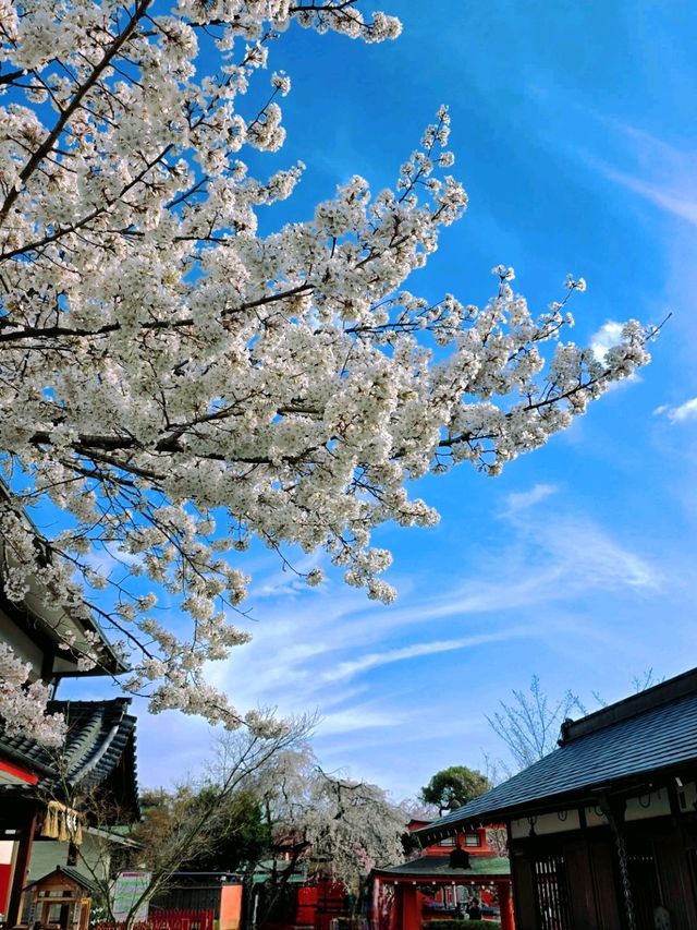 嵐山隱世賞樱秘境🌸車折神社⛩️