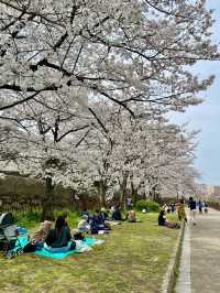 Cherry Blossoms in Full Bloom at Osaka Castle Park🌸