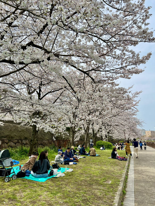 Cherry Blossoms in Full Bloom at Osaka Castle Park🌸