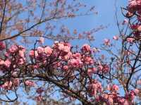 琵琶湖周辺の桜：湖畔で楽しむ春の絶景🌸